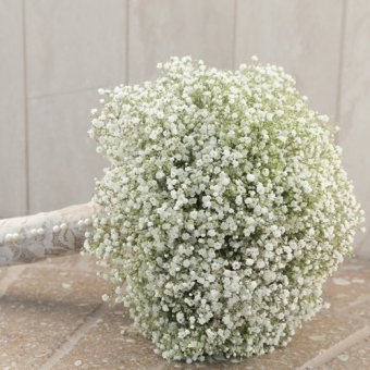 bibit benih bunga white babys breath flower lazada indonesia bibit benih bunga white babys breath flower lazada indonesia