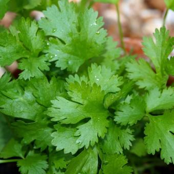bibit bunga benih coriander ketumbar daun lazada indonesia bibit bunga benih coriander ketumbar daun lazada indonesia