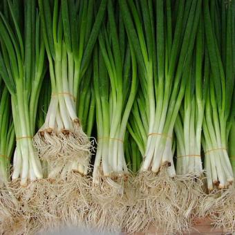 bibit bunga benih daun bawang besar lazada indonesia bibit bunga benih daun bawang besar lazada indonesia