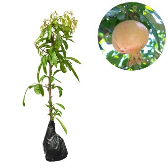 bibit tanaman bibit buah delima putih ukuran 40cm lazada indonesia bibit tanaman bibit buah delima putih ukuran 40cm lazada indonesia