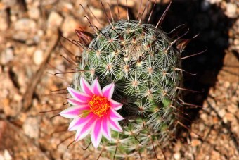 Bibit Bunga Benih Cactus Flowers Of The Desert
