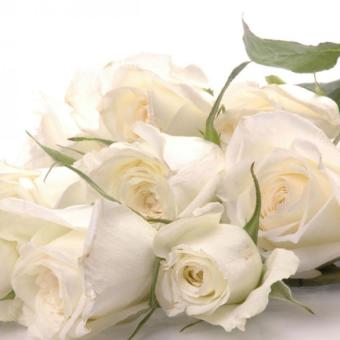 Bibit Bunga Benih Rose White