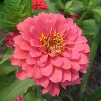 Bibit Bunga Benih Zinnia Luminosa Pink