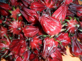 Bibit Bunga Benih Roselle (Rosella) Merah