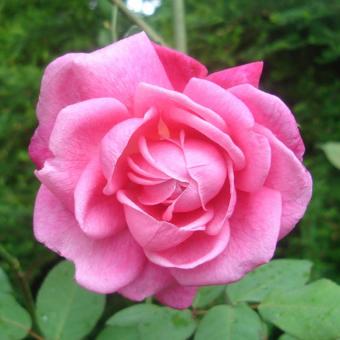 Bibit Bunga Benih Rose Pink