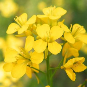 Bibit Bunga Benih Mustard Flower