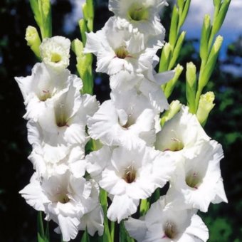 Bibit Bunga Umbi Gladiol Putih