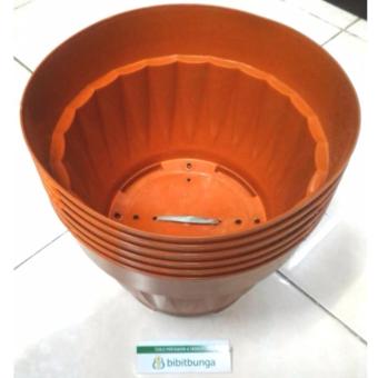 Bibit Bunga Pot Bunga Vanda 2500 Merah Bata – 6 Pcs