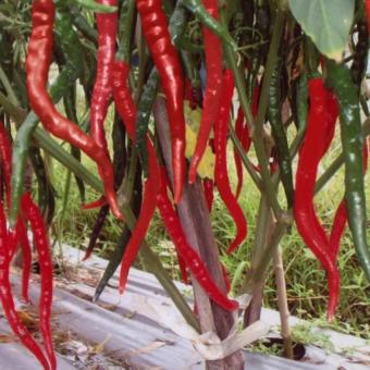Harga Bibit Bunga Benih Cabe Keriting