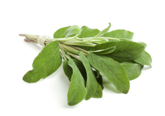 Bibit Bunga Benih Sage Herb (Daun Sage)