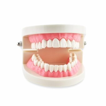 1 Piece Dental Gums Standard Tooth Teach Model - intl