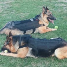 Allwin Luar Ruangan Anjing Militer Taktis Pakaian Rompi Latihan Beban Bantalan Pengaman Hitam