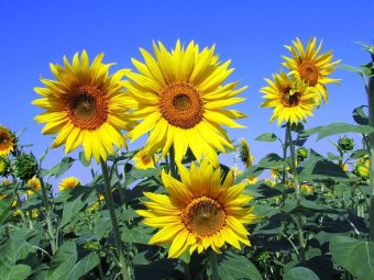 amefurashi bibit benih bunga sunflower seed bunga amefurashi bibit benih bunga sunflower seed bunga