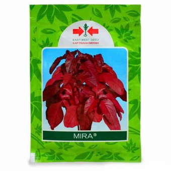 kebun bibit benih panah merah biji bayam merah mira kebun bibit benih panah merah biji bayam merah mira