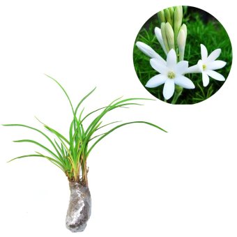 kebun bibit tanaman sedap malam lazada indonesia kebun bibit tanaman sedap malam lazada indonesia