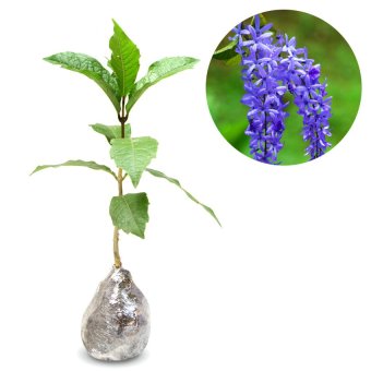 kebunbibit tanaman petrea biru 40cm lazada indonesia kebunbibit tanaman petrea biru 40cm lazada indonesia
