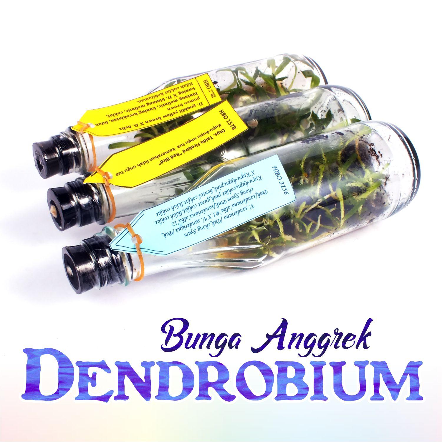 Sumber Plastik - Bibit Bunga Anggrek DENDROBIUM Anggrek Botol