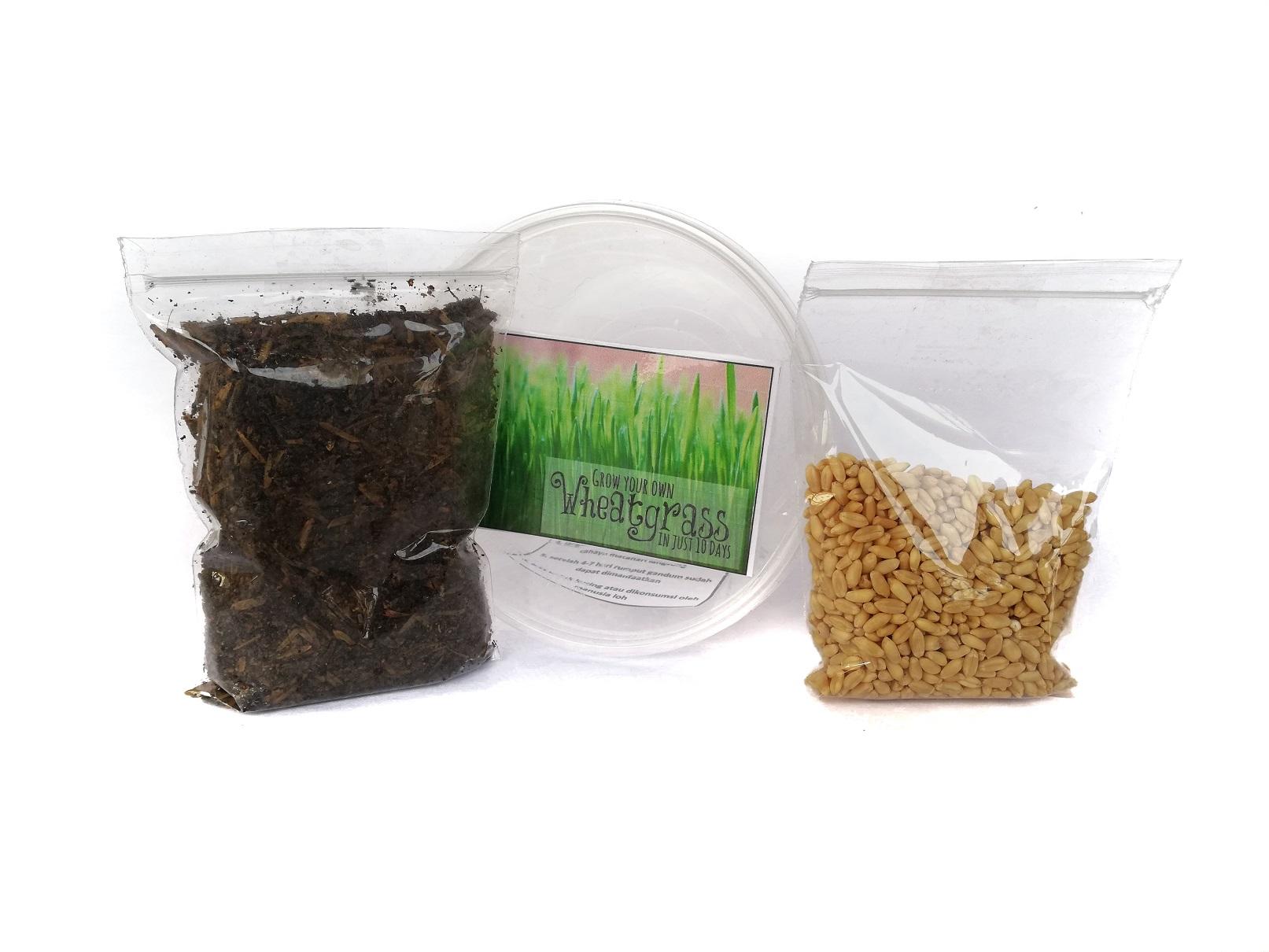 Paket Bibit Rumput Wheatgrass untuk Kucing