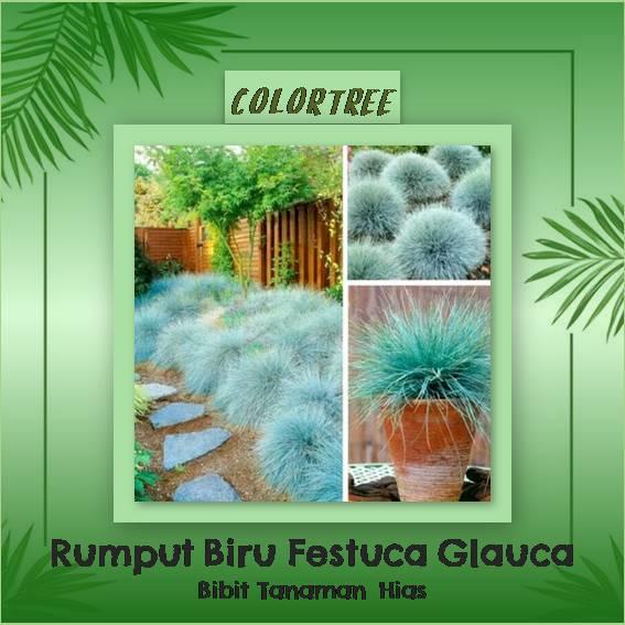 Bibit Tanaman Hias Rumput Biru Festuca Glauca