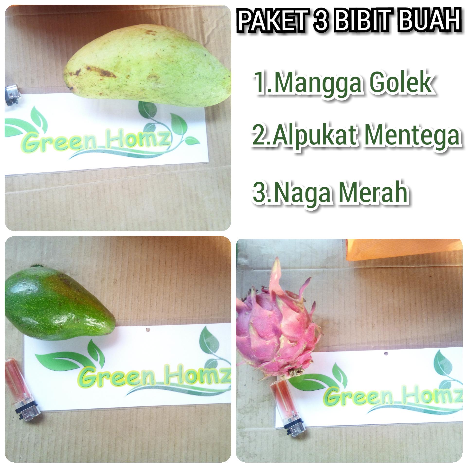 Paket 3 bibit buah Alpukat/Mangga/naga merah
