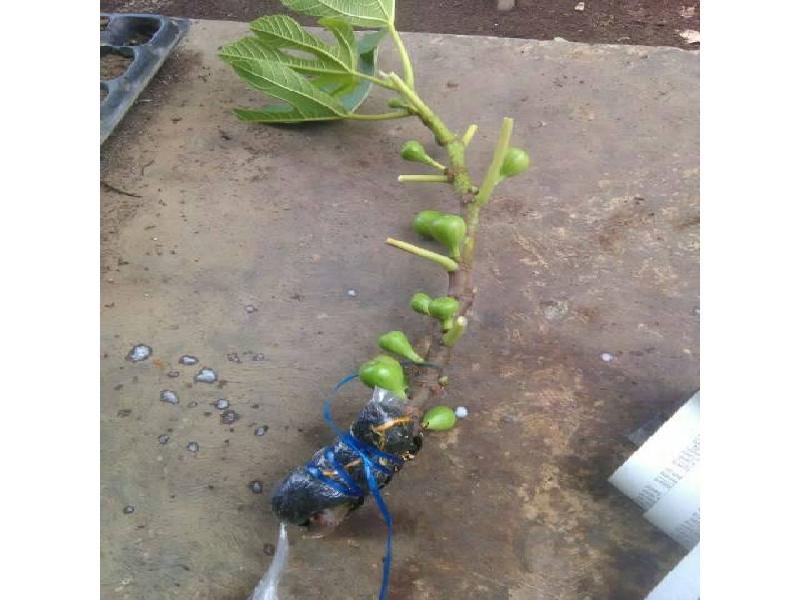 FRESH CANGKOK BIBIT BUAH TIN JENIS TENA