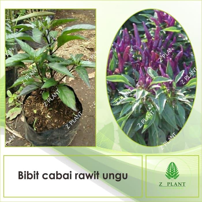 cabai rawit ungu/cabe rawit ungu (bibit)