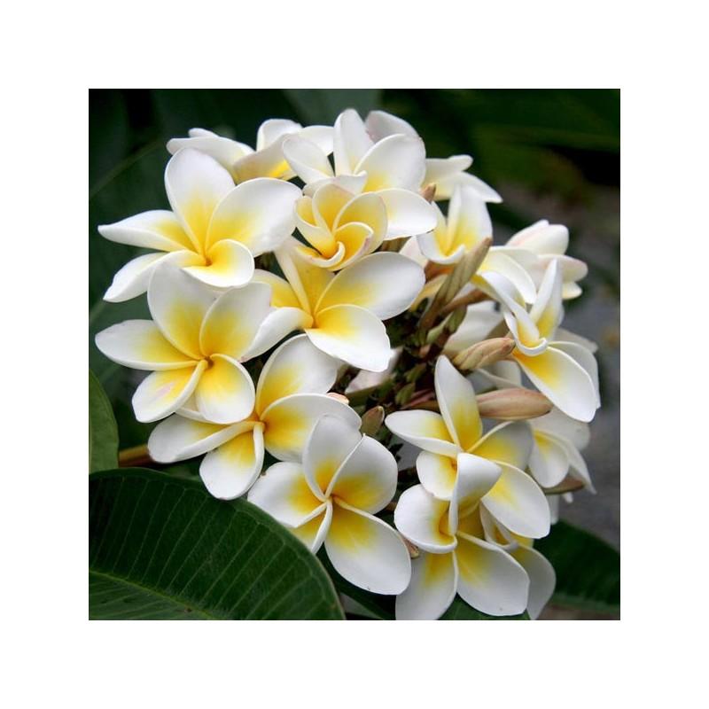 Amefurashi 10 Bibit / Benih / Seeds Bunga Kamboja Putih Plumeria Flower