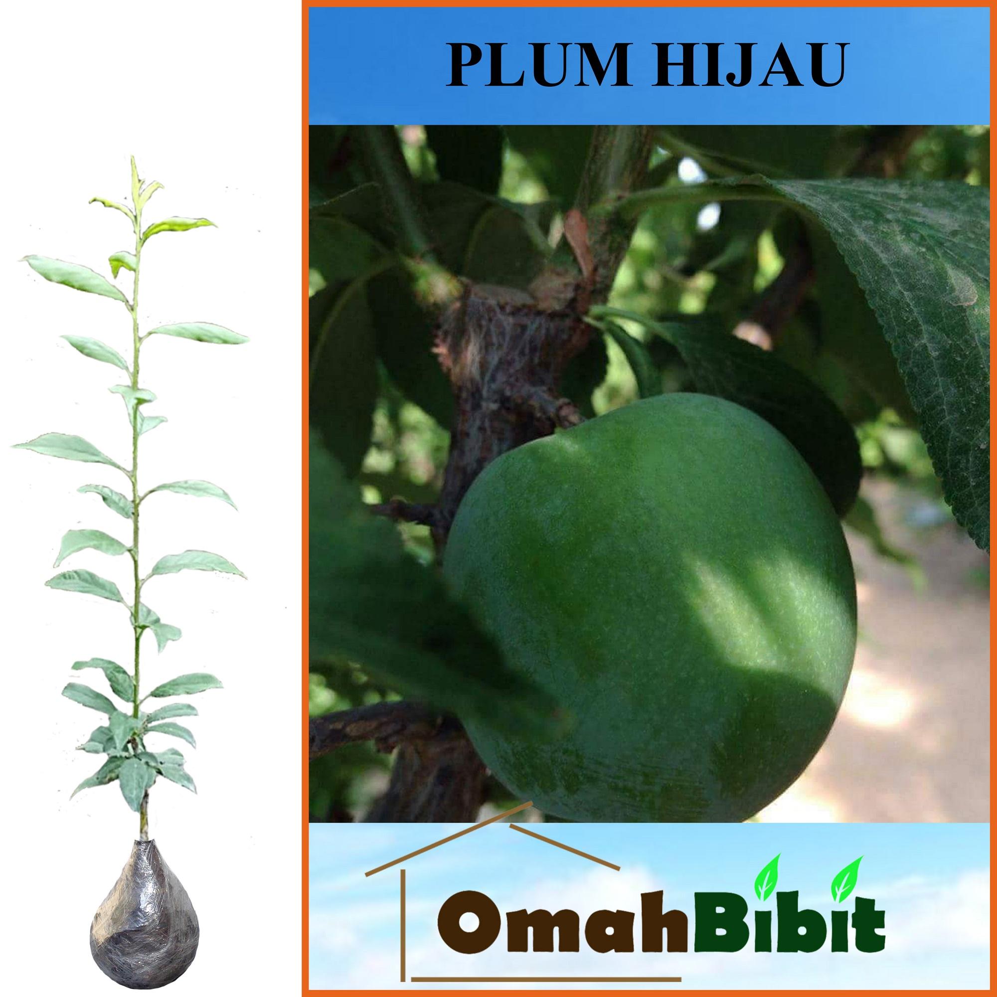 Tanaman Buah Plum Hijau