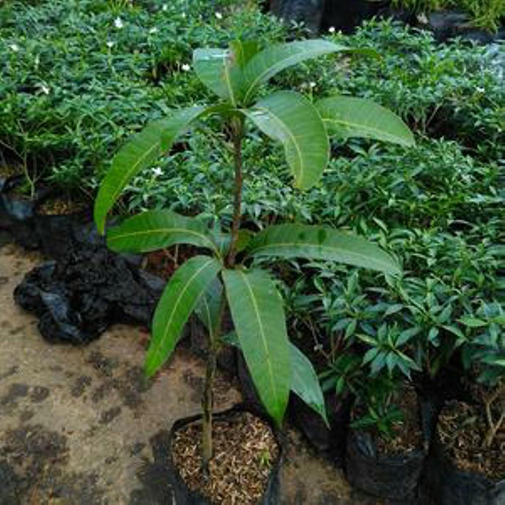 Bibit Mangga Indramayu( 2 Gratis 1 Bibit Jeruk Manis)
