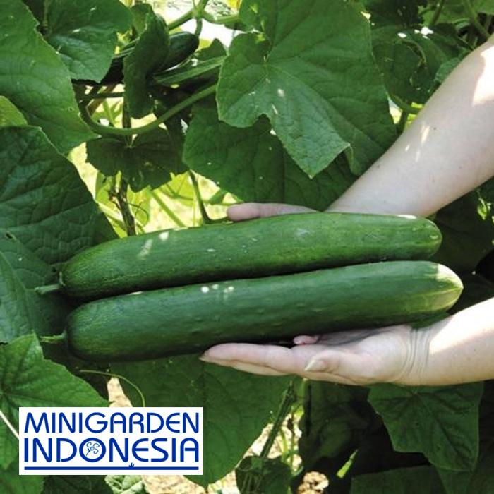 3 Benih Timun Richmond F1 Hibrida bibit tanaman sayur sayuran mentimun