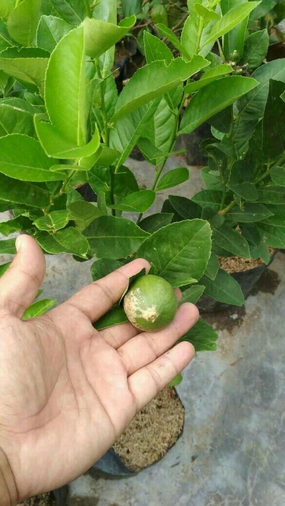 Bibit Tanaman Buah Jeruk Lemon Bangkok Berbuah