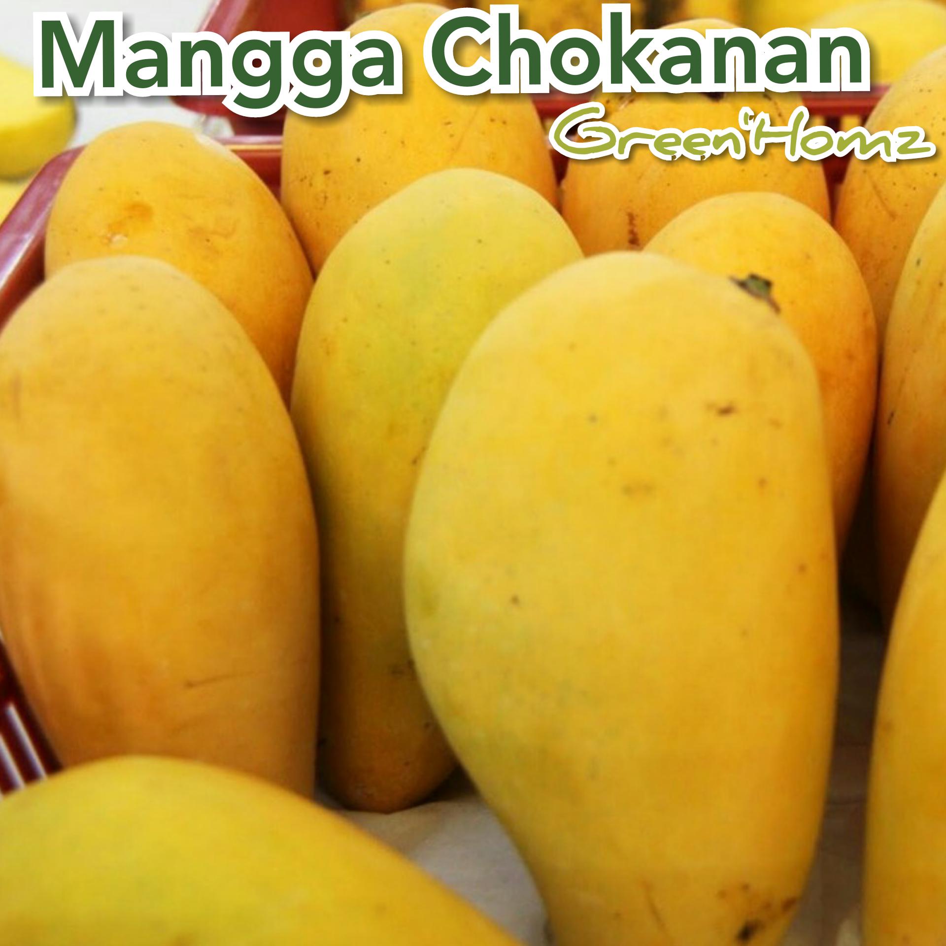 bibit mangga cokanan/chouk an nan/THAILAND