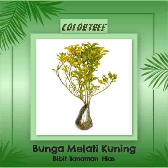 Bibit Tanaman Hias Bunga Melati Kuning
