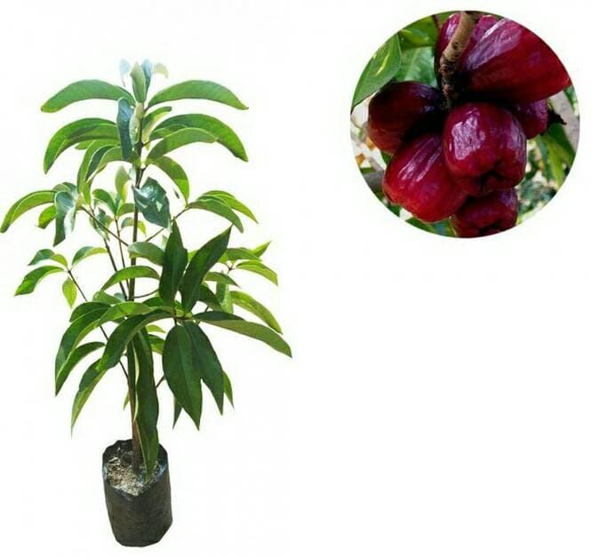 Bibit Jambu Jamaika Super