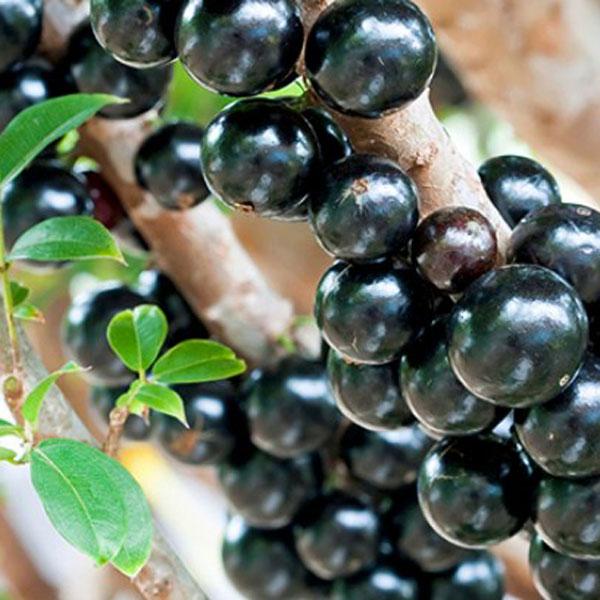 Bibit Anggur Pohon/Brazil/Jaboticaba 25 cm