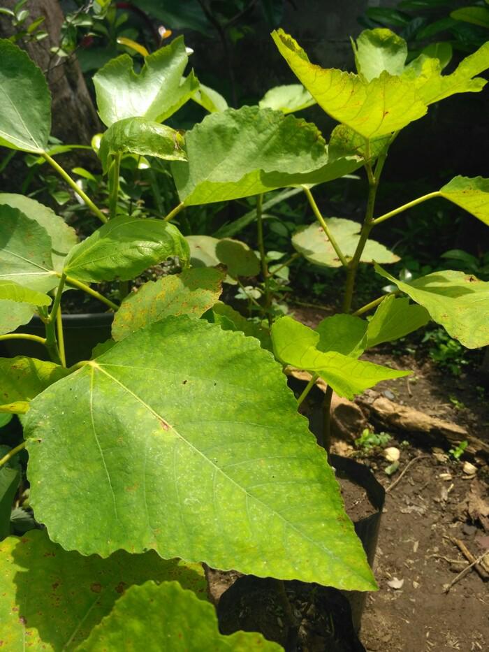 Bibit Tanaman Buah Tin Jenis Purple