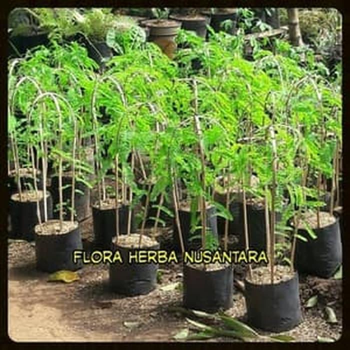 TERBARU Pohon Saga Bibit Saga Tanaman Saga Daun Saga Manis Saga Rambat PROMO