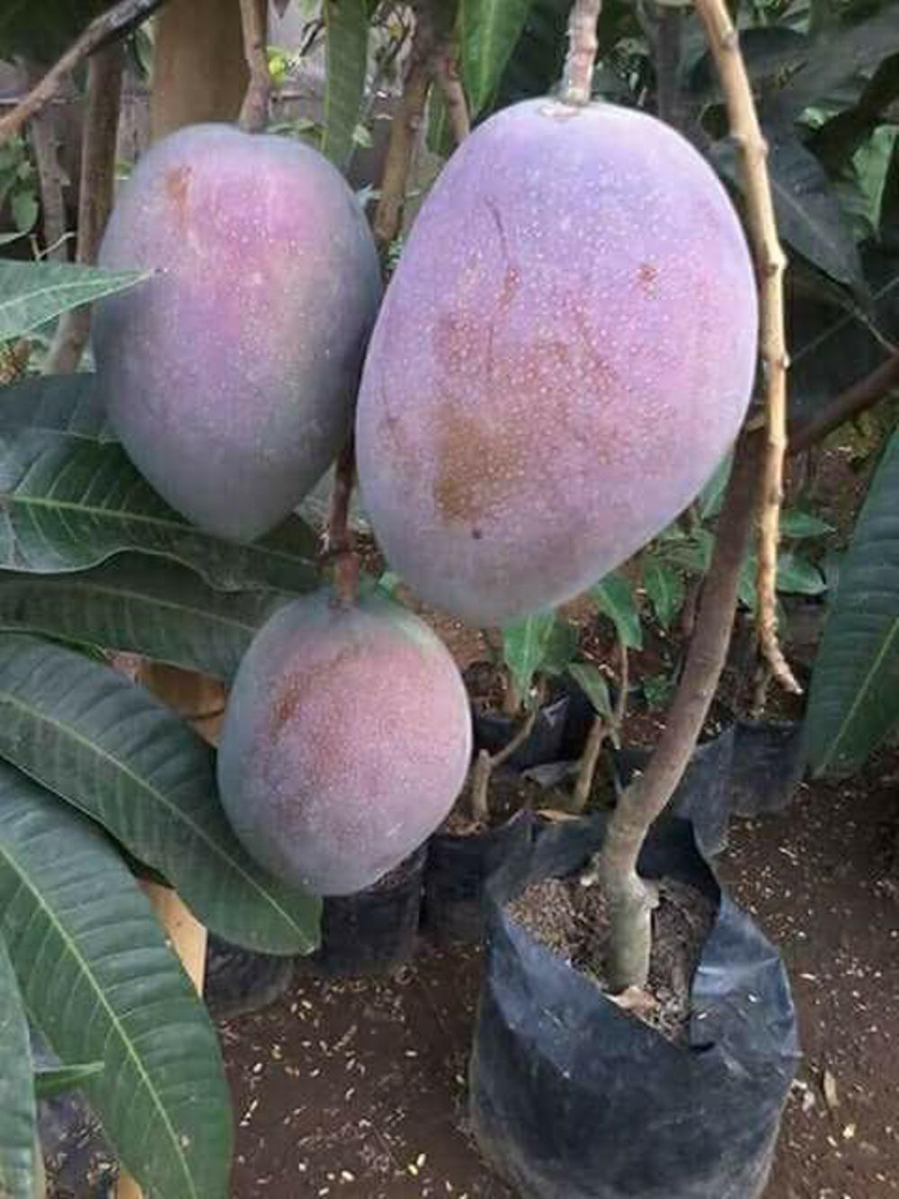 Jual Bibit Mangga Irwin 50Cm