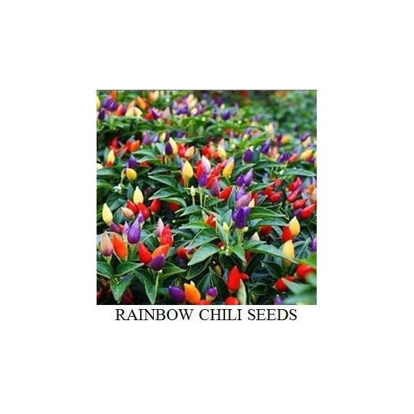 Benih Bibit Biji Rainbow Chili Cabai Cabe Pelangi