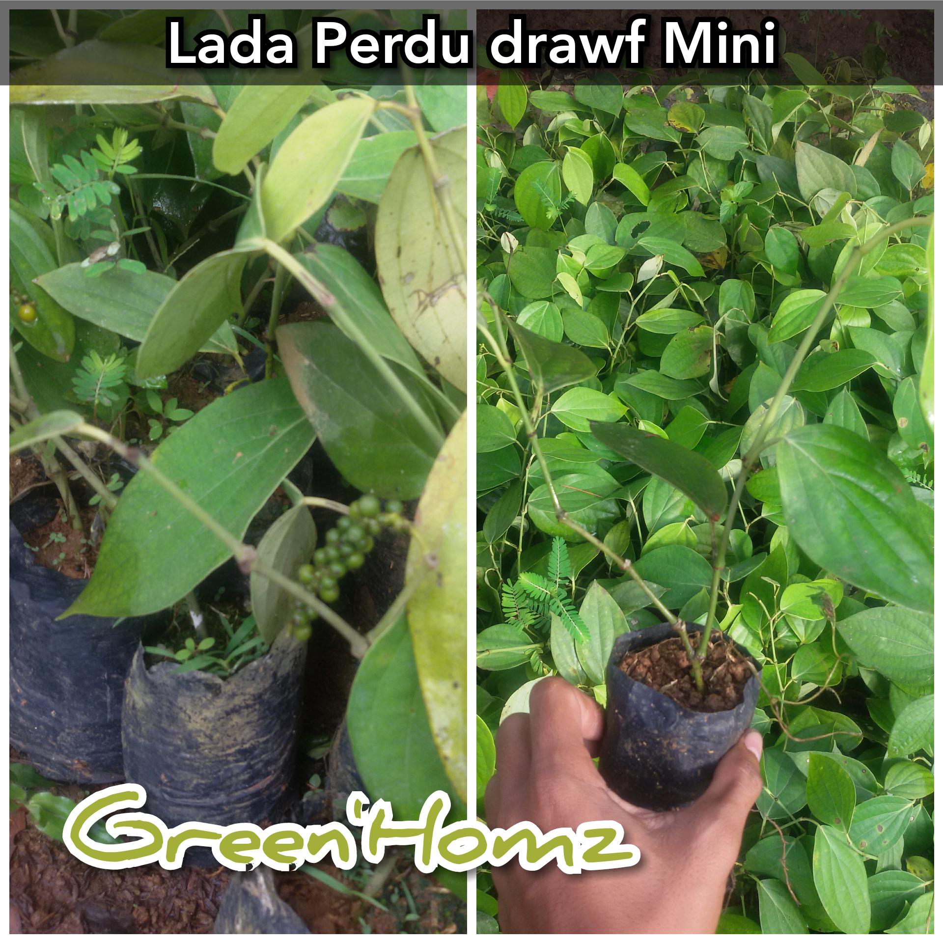 bibit tanaman lada perdu drawf mini