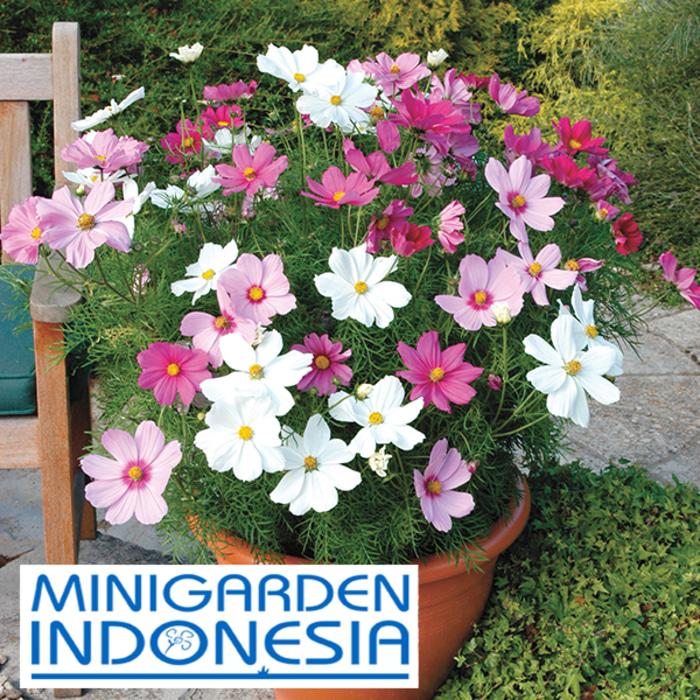 2 Benih Bunga COSMOS Dwarf Sonata Mixed F1 Mr. Fothergills Bibit tanaman