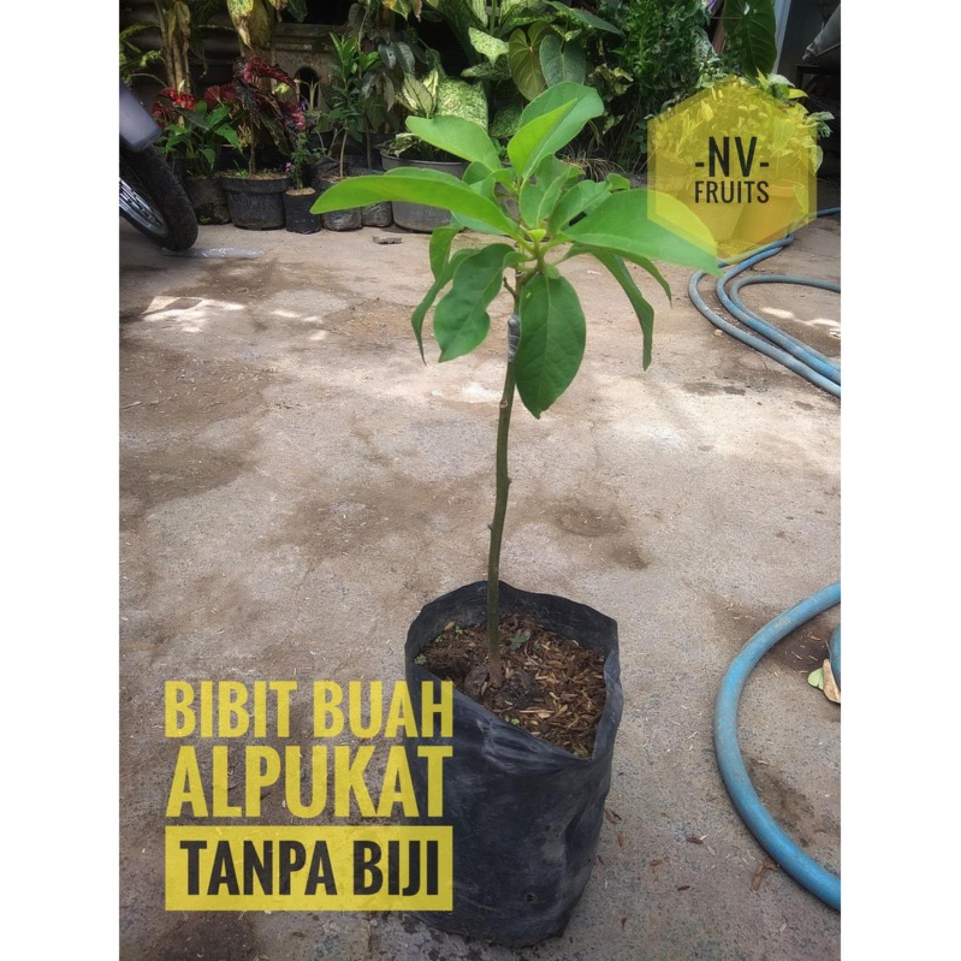 Harga Bibit Alpukat Tanpa Biji Belanja Tersier: Hobi, Mainan, Koleksian Harga Bibit Alpukat Tanpa Biji Belanja Tersier: Hobi, Mainan, Koleksian