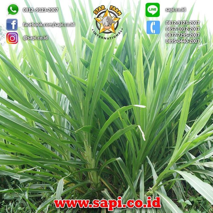 Bibit Rumput Odot 200 Stek