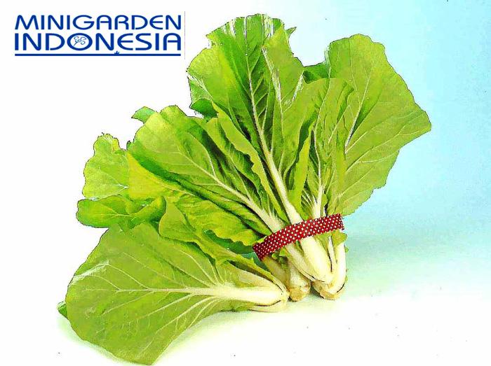 100 Benih Sawi HIJAU San Feng F1 bibit tanaman sayur sayuran hidroponik