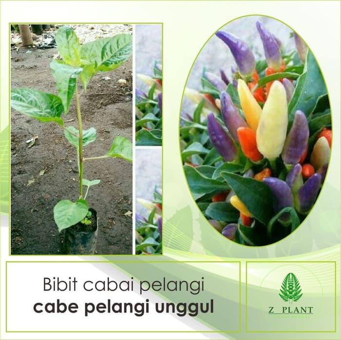 Bibit cabai pelangi/cabe pelangi unggul