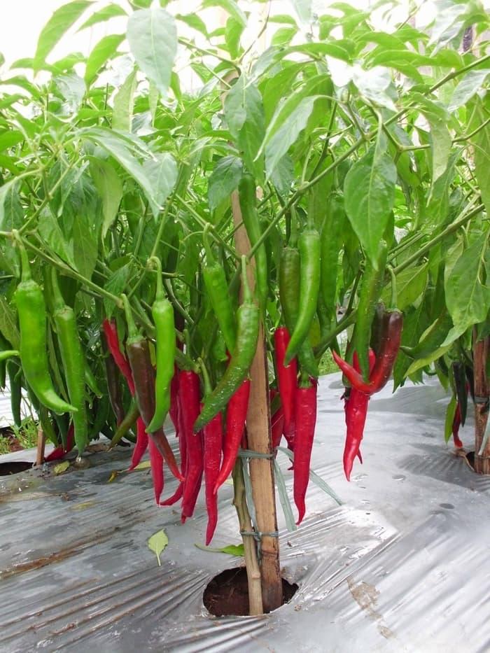 Promo - Benih/Bibit Cabe Merah Besar Hot Beauty F1 (Known You Seed) Import