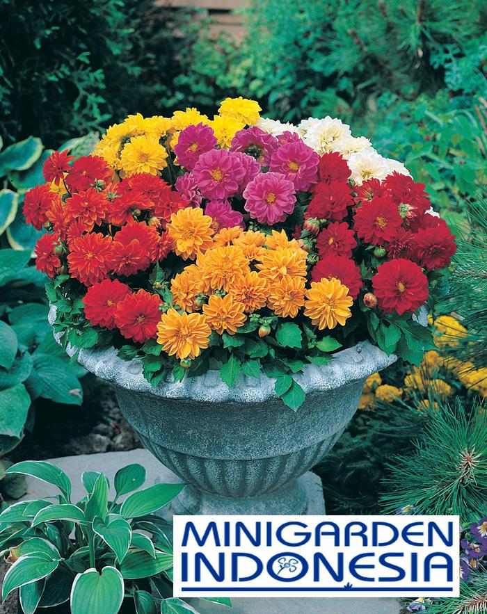 5 BENIH BUNGA DAHLIA DWARF DOUBLE MIXED F1 mr fothergills bibit tanaman