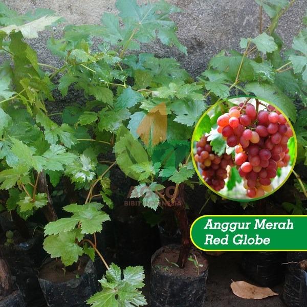 Bibit Anggur Import Red Globe Manis