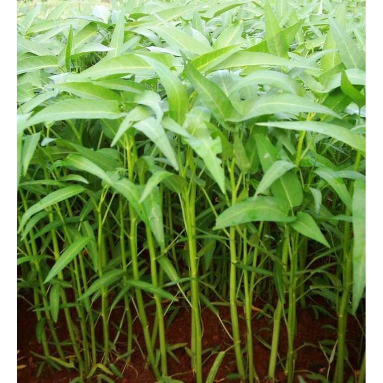 Bibit Sayur Kangkung