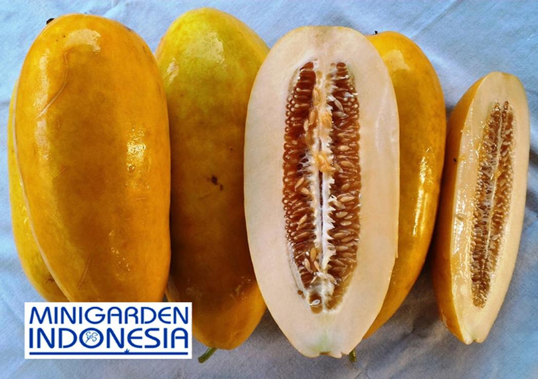10 Benih Timun Suri IPB TS1 F1 bibit tanaman sayur sayuran mentimun